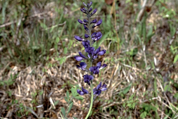 {Baptisia australis var. australis}